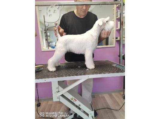 Μινιατούρα Λευκό Schnauzer όμορφα κουτάβια