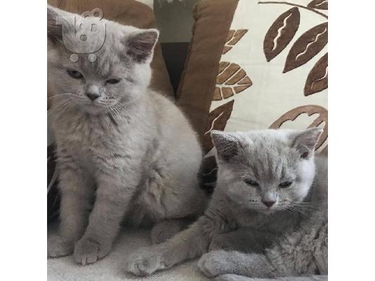 Αξιολάτρευτα Scottish Fold/Stright γατάκια