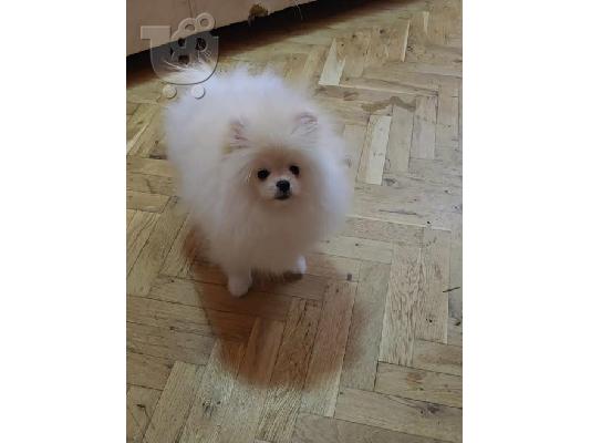 POMERANIAN, καθαρόαιμα κουτάβια
