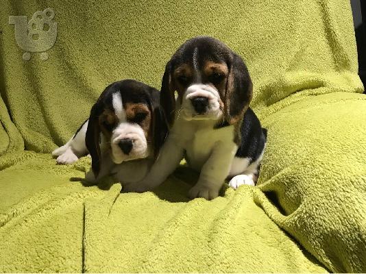 PoulaTo: Beagle