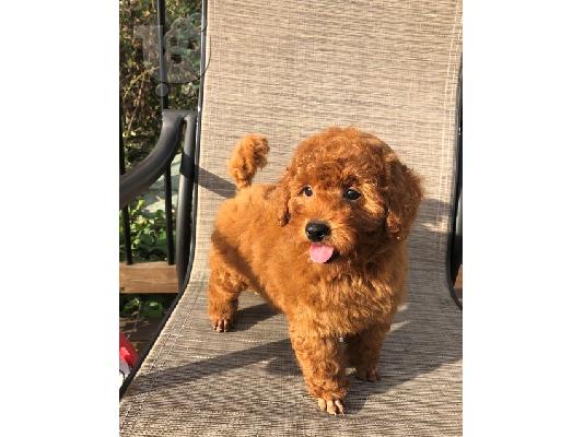 PoulaTo: Minature poodle