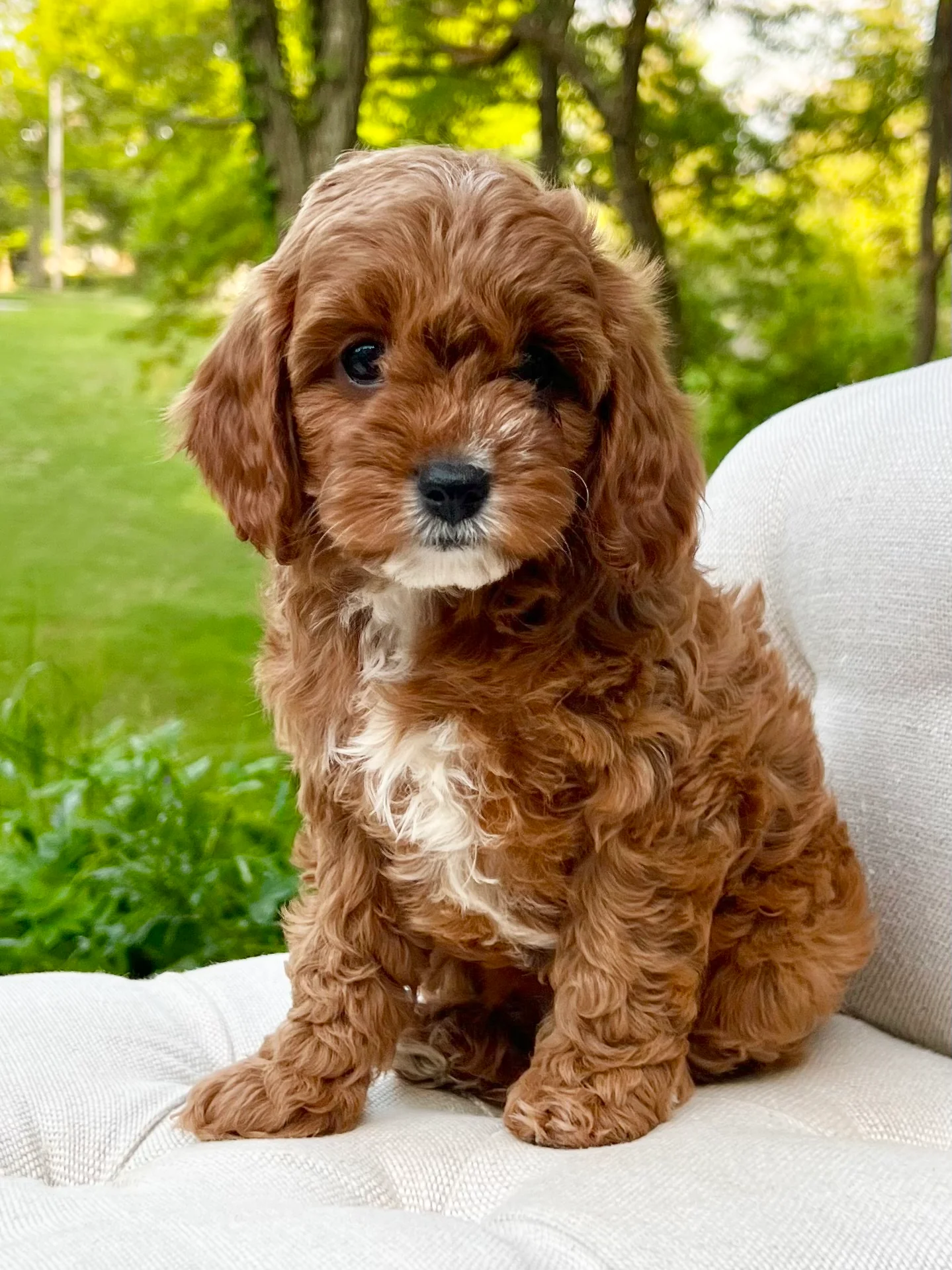 PoulaTo: Cavapoo