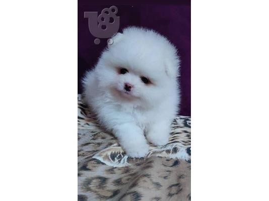 PoulaTo: Εκπαιδευμένα κουτάβια Pomeranian