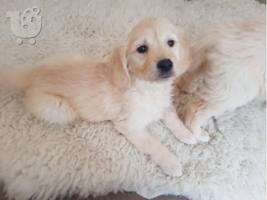 Όμορφα υγιή κουτάβια GETERN RETRIEVER