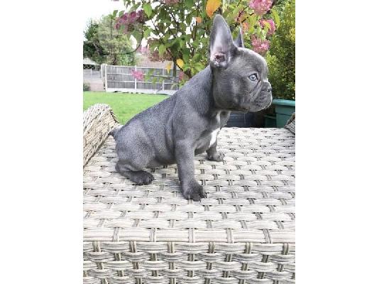 όμορφο γαλλικόBulldog έτοιμο για το νέο σπίτι τους