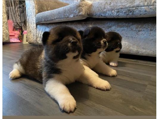 ΚΑΤΑΠΛΗΚΤΙΚΑ ΥΠΗΡΕΣΙΑ ΑΚΙΤΑ PUPPIES SVSILABLE
