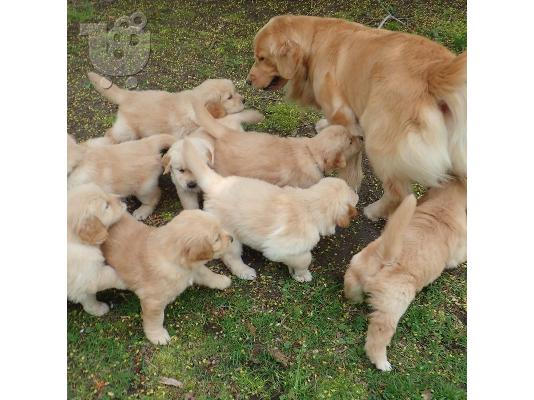 Disponibili pui jucăuși de Golden Retriever