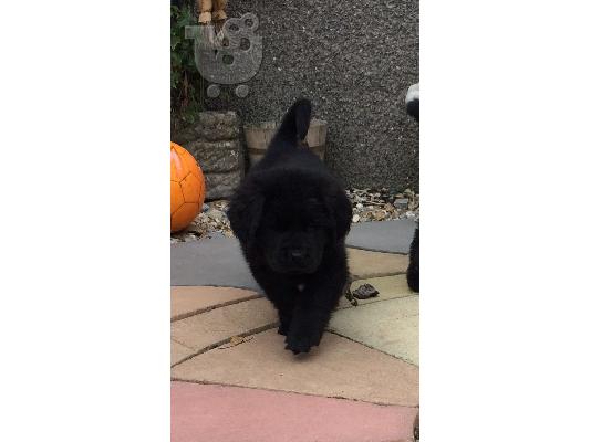 Σκουπίδια από τέσσερα μεγάλα κουτάβια Newfoundlands κουτάβια...