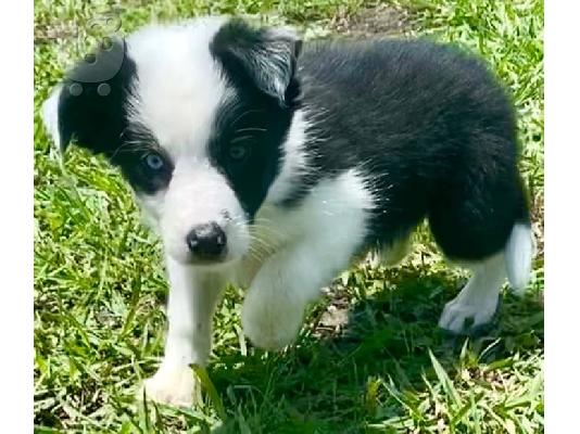 PoulaTo: Χαριτωμένο κουτάβι Border Collie