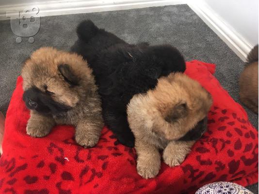 PoulaTo: Chow Chow puppy is now ready for sale