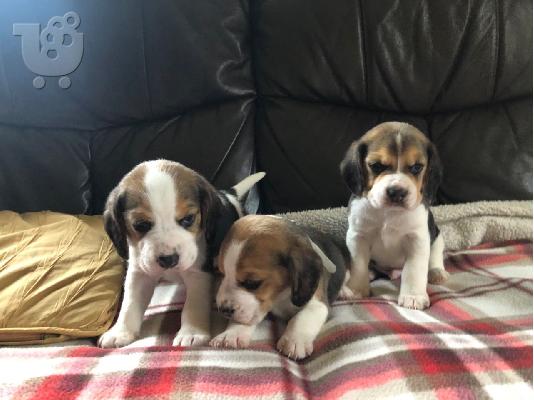 όμορφα κουτάβια beagle έτοιμα να ξεκινήσουν τώρα.