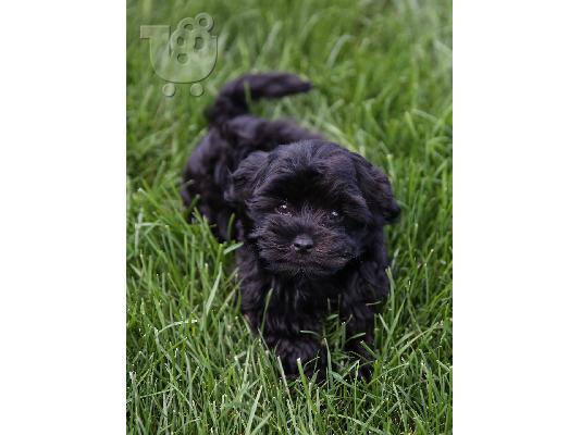 PoulaTo: Havanese