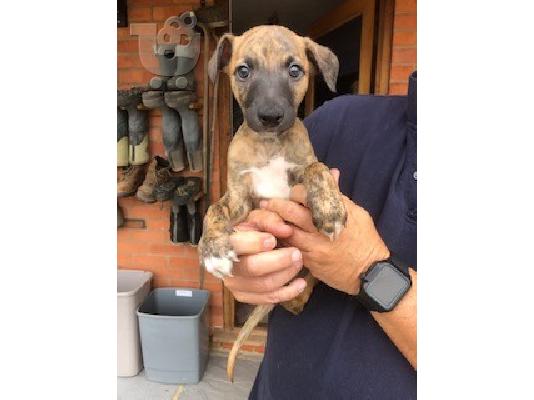 Φανταστικά κουτάβια Whippet ραδιόφωνα