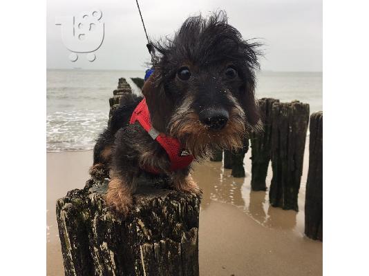 Καθαρόαιμο Dachshund