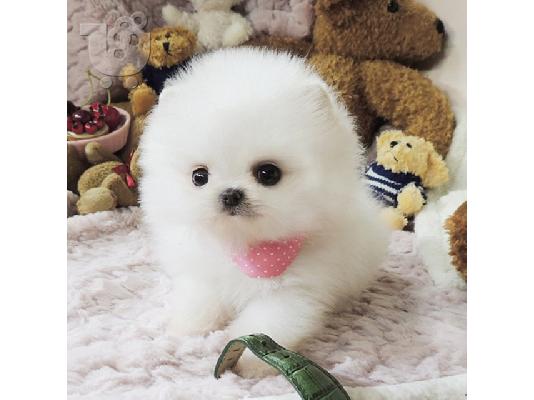 PoulaTo: Σπιτς μινι / pomeranian mini
