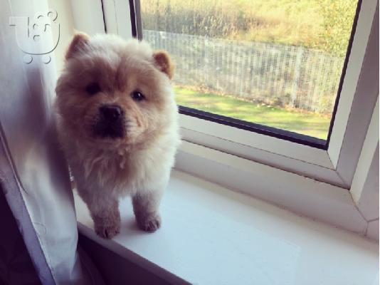 PoulaTo: Lovely Chow Chow κουτάβια