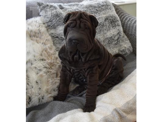 PoulaTo: Shar pei