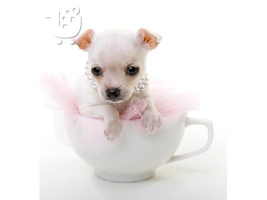 Chihuahua κουτάβια αρσενικά και θηλυκά κουτάβια
