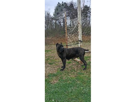 Cane Corso θηλυκός
