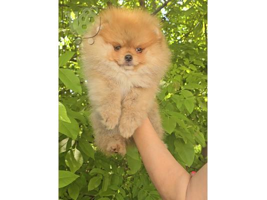 Pomeranian Spitz κουτάβια