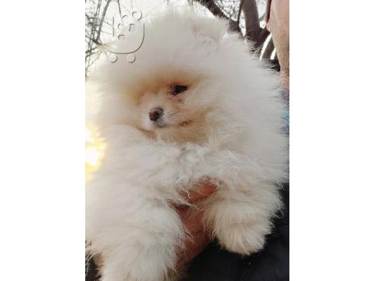 PoulaTo: Pomeranian toy
