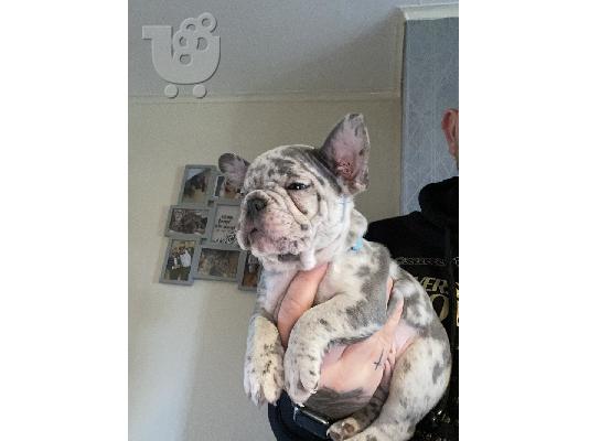 French bulldog merle
