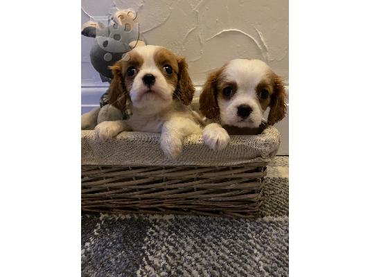 Αρσενικά και θηλυκά κουτάβια Cavalier King Charles