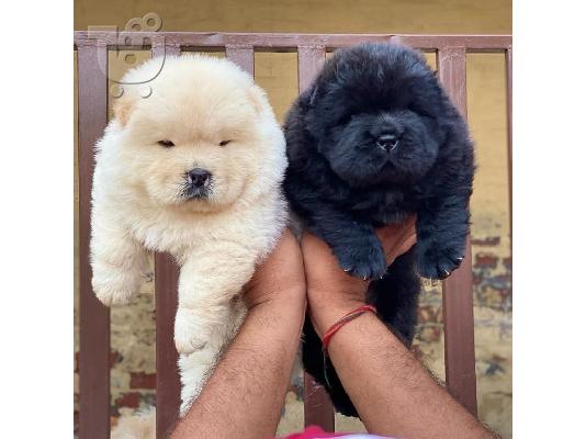 PoulaTo: Αρσενικά και θηλυκά κουτάβια Chow Chow για Rehoming