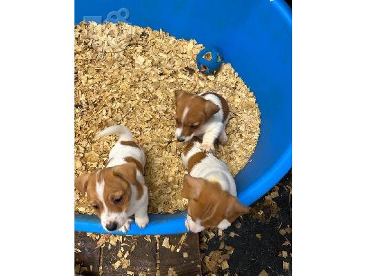 PoulaTo: Jack russell