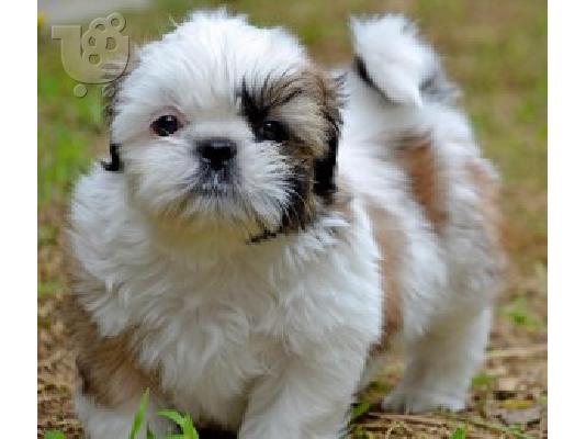 Γλυκά κουτάβια Shih Tzu για υιοθεσία