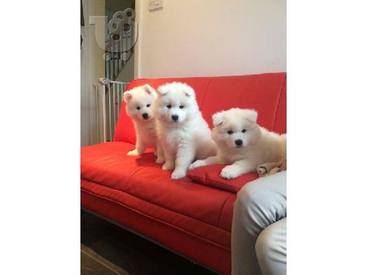 Γεια σας, πουλάμε πανέμορφο κοριτσάκι samoyed.