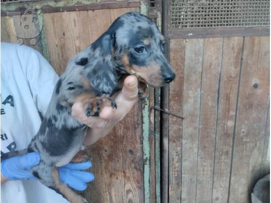 PoulaTo: Dachshund κουτάβια εξωτικών χρωμάτων