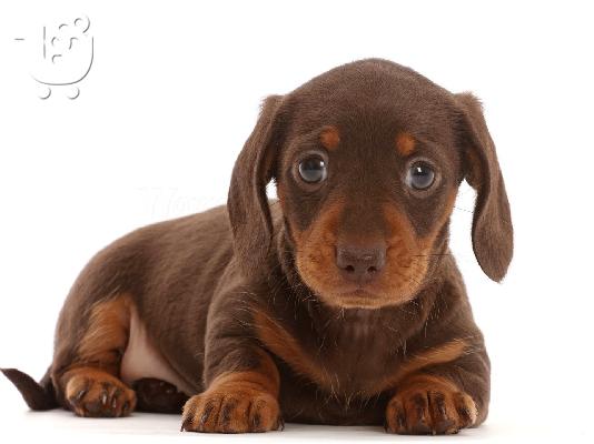 PoulaTo: Dachshund - Ντάτσχουντ