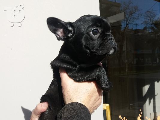 PoulaTo: French bulldog black