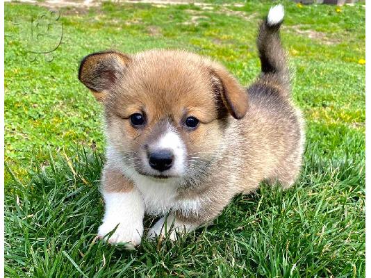 Welsh Corgi - Pembroke κουτάβια