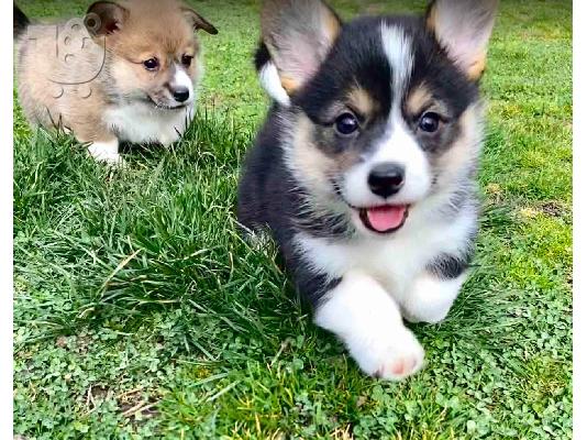 Welsh Corgi - Pembroke κουτάβια