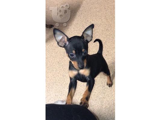 PoulaTo: Pinscher mini