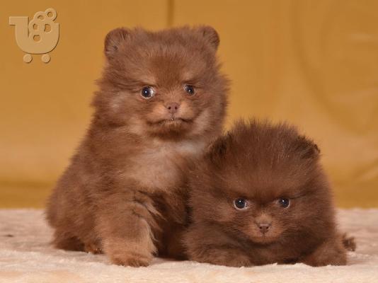PoulaTo: Pomeranian Boo type - Πομεράνιαν μπου