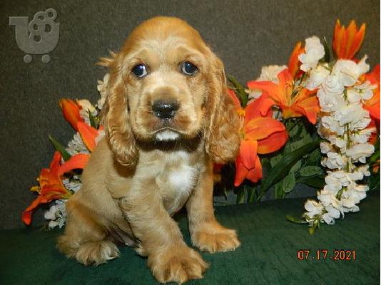 PoulaTo: Cocker Spaniel For Rehoming