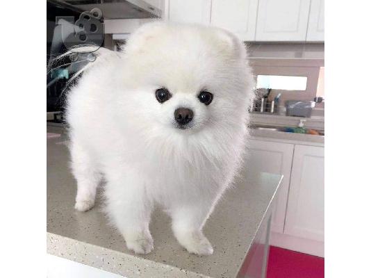PoulaTo: Σούπερ χαριτωμένα κουτάβια Pomeranian
