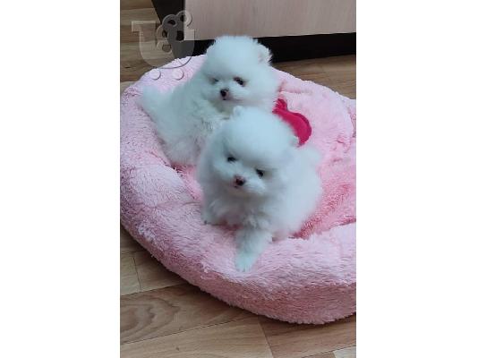 Προσφορά χαριτωμένων κουταβιών Pomeranian