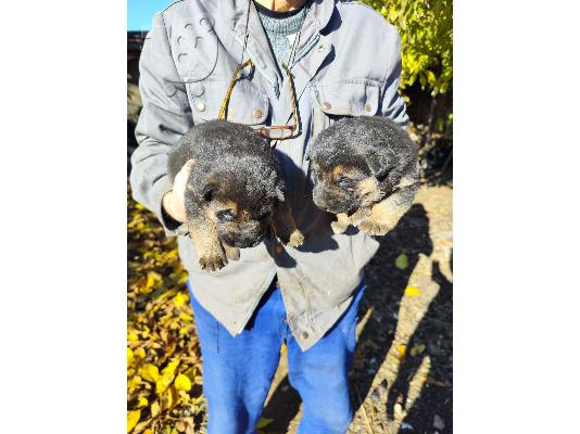 PoulaTo: German shepherd