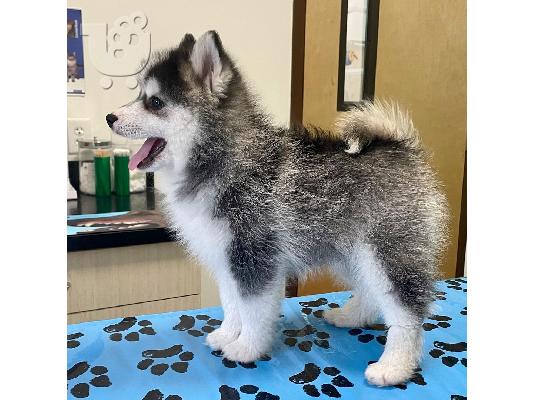 PoulaTo: Pomsky puppy is now ready for adoption