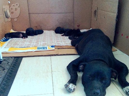 PoulaTo: Άριστα Κουτάβια Πίτμπουλ