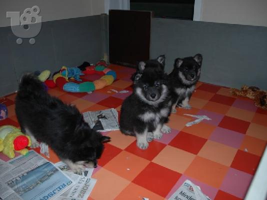 lapphund κουτάβια για μια όμορφη και φροντίδα στο σπίτι .....