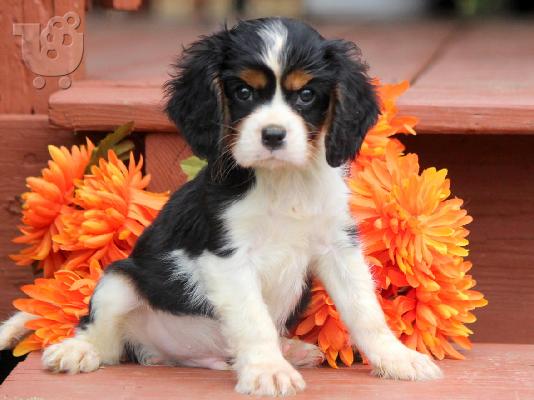 PoulaTo: ΦΑΝΤΑΣΤΙΚΑ ΚΟΥΤΑΒΙΑ Cavalier King Charles ΤΩΡΑ ΕΔΩ...........