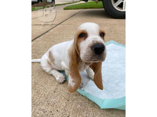 amazing basset hound puppies for adoption