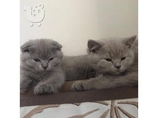 PoulaTo: Αξιολάτρευτα Scottish Fold/Stright γατάκια