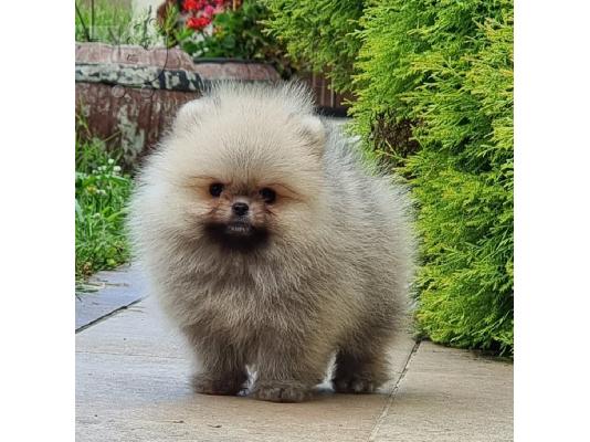 Pomeranian Boo θηλυκό
