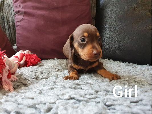 υπέροχα Dachshunds προς πώληση